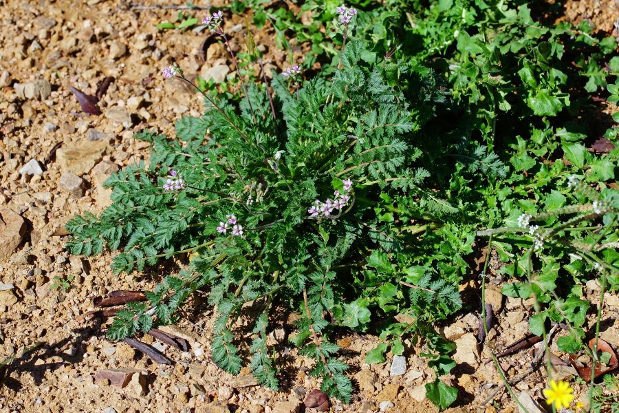 Erodium da determinare